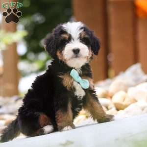 Goodbye Earl, Mini Bernedoodle Puppy